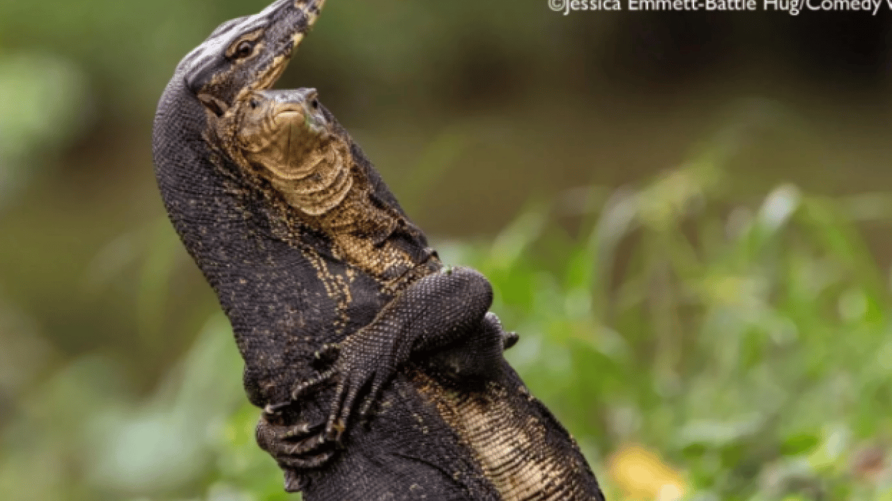 Foto - Hem şaşırtacak hem güldürecek! İşte 2025'in en komik hayvan fotoğrafları