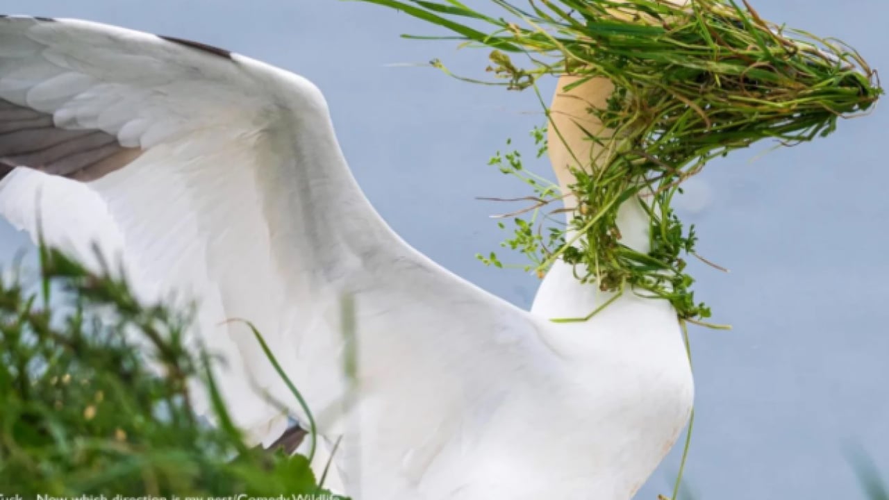 Foto - Hem şaşırtacak hem güldürecek! İşte 2025'in en komik hayvan fotoğrafları