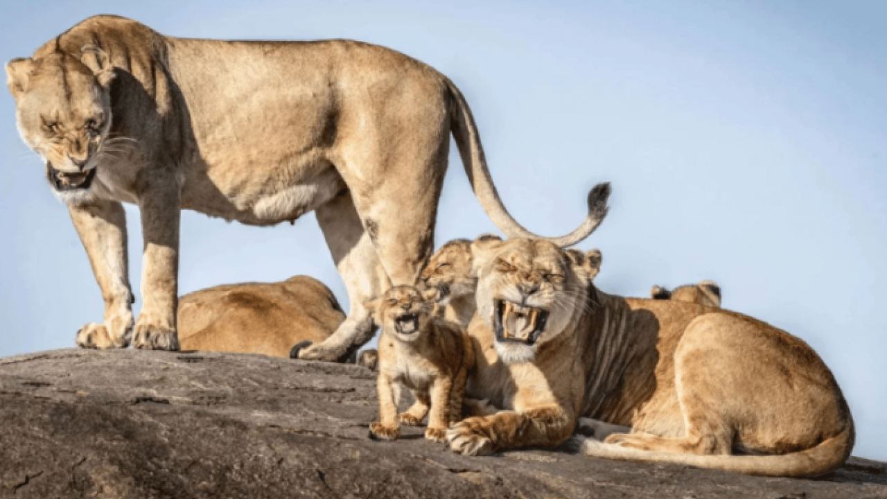 Foto - Hem şaşırtacak hem güldürecek! İşte 2025'in en komik hayvan fotoğrafları