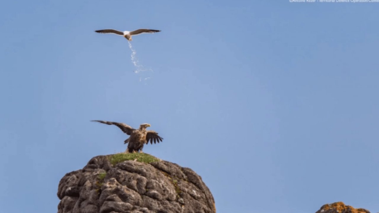 Foto - Hem şaşırtacak hem güldürecek! İşte 2025'in en komik hayvan fotoğrafları