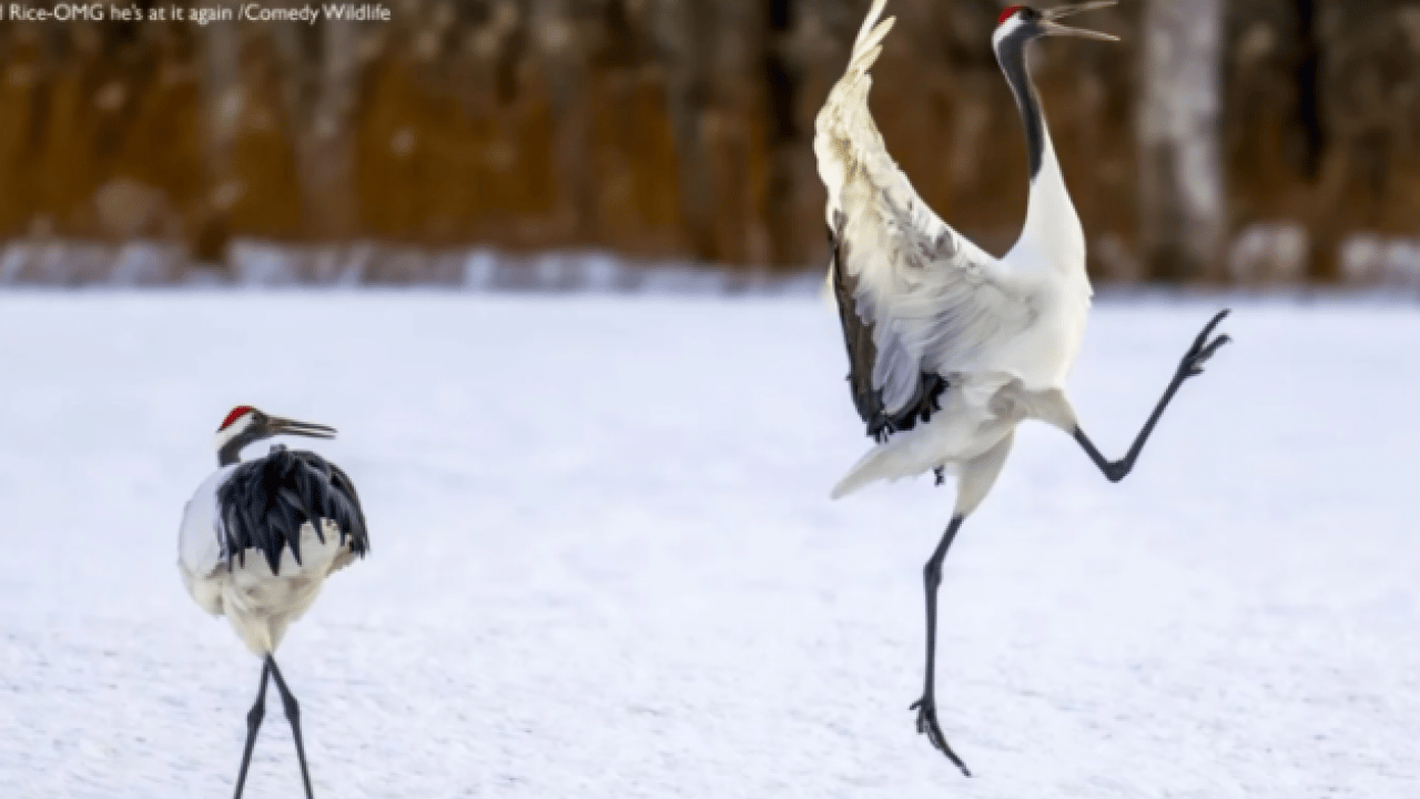 Foto - Hem şaşırtacak hem güldürecek! İşte 2025'in en komik hayvan fotoğrafları