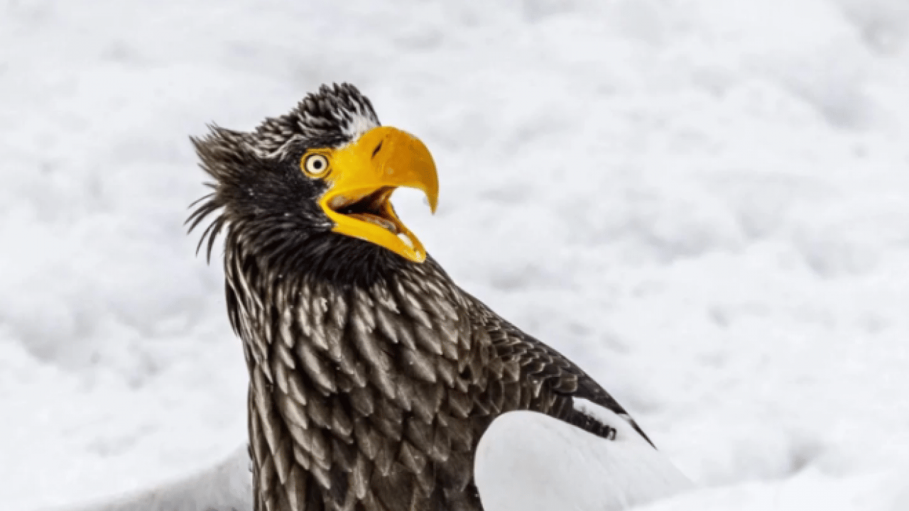 Foto - Hem şaşırtacak hem güldürecek! İşte 2025'in en komik hayvan fotoğrafları