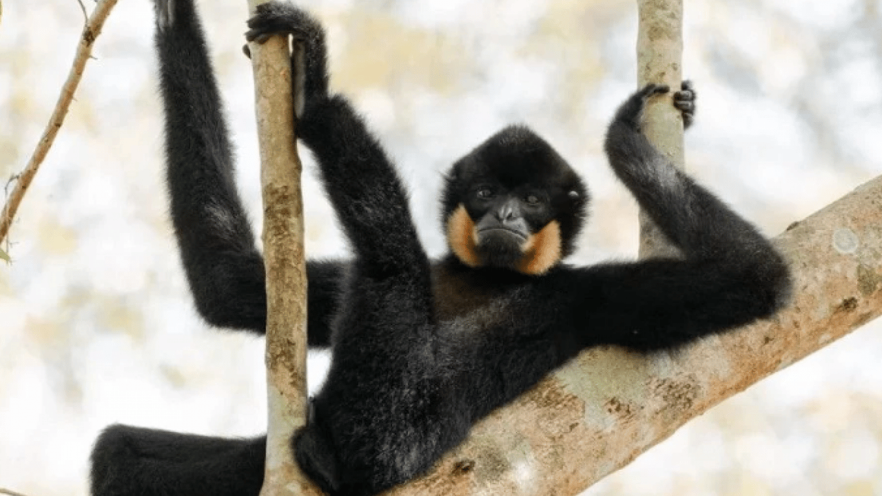 Foto - Hem şaşırtacak hem güldürecek! İşte 2025'in en komik hayvan fotoğrafları