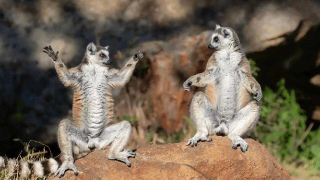 Foto - Hem şaşırtacak hem güldürecek! İşte 2025'in en komik hayvan fotoğrafları