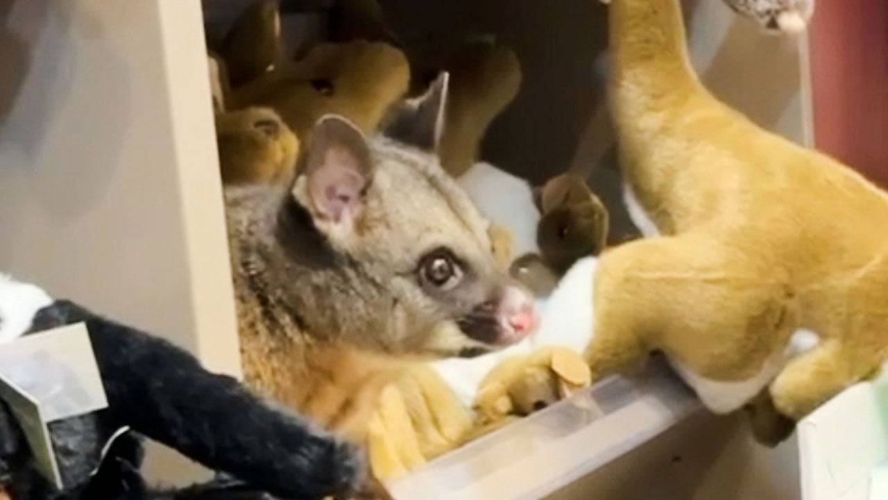 Hepsi birbirinden ilginç! Ayın en sıradışı ve tuhaf olayları