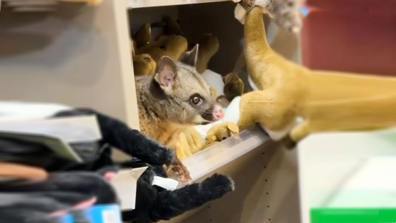 Foto - Hepsi birbirinden ilginç! Ayın en sıradışı ve tuhaf olayları