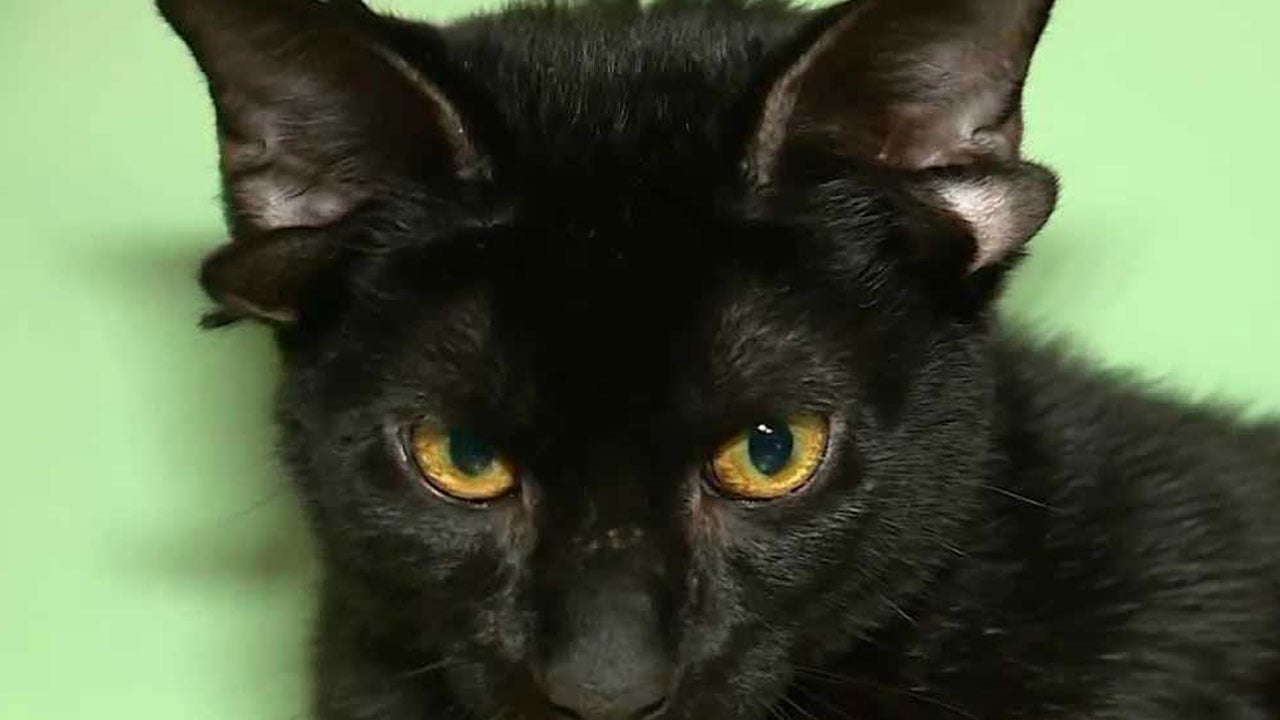 Foto - Hepsi birbirinden ilginç! İşte ayın en sıra dışı ve tuhaf olayları