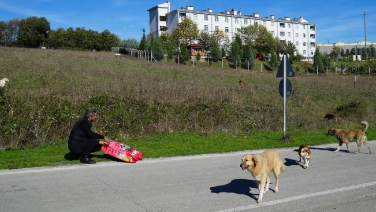 Hepsini sokaktan böyle topladılar! Samsun Belediyesi harekete geçti!