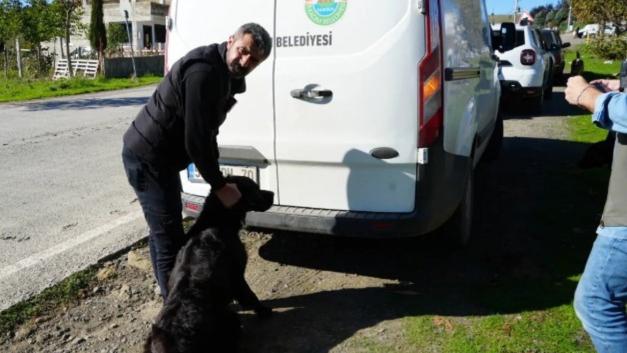 Foto - Hepsini sokaktan böyle topladılar! Samsun Belediyesi harekete geçti!