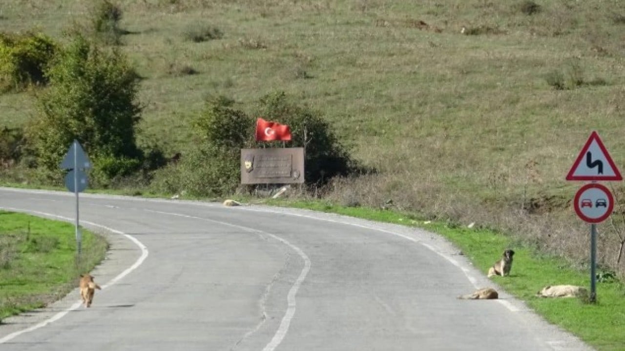 Foto - Hepsini sokaktan böyle topladılar! Samsun Belediyesi harekete geçti!