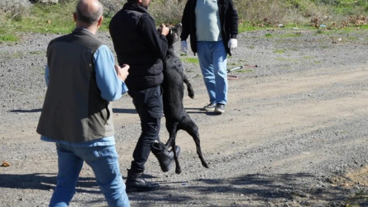 Foto - Hepsini sokaktan böyle topladılar! Samsun Belediyesi harekete geçti!