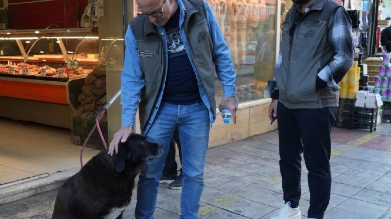 Foto - Hepsini sokaktan böyle topladılar! Samsun Belediyesi harekete geçti!