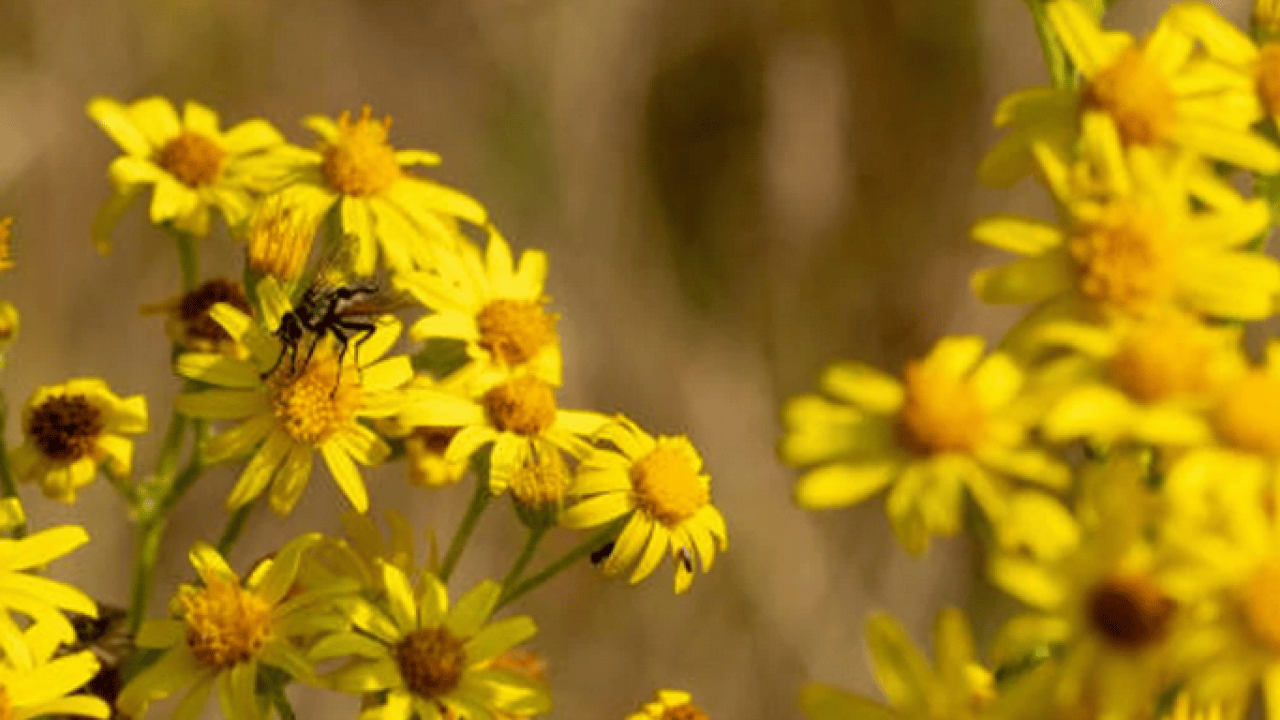 Foto - Her bir tanesi adeta zehir saçıyor! Herkesin favori bitkisi: Bu topraklardan çıkıyor! Uzmandan uyarı 