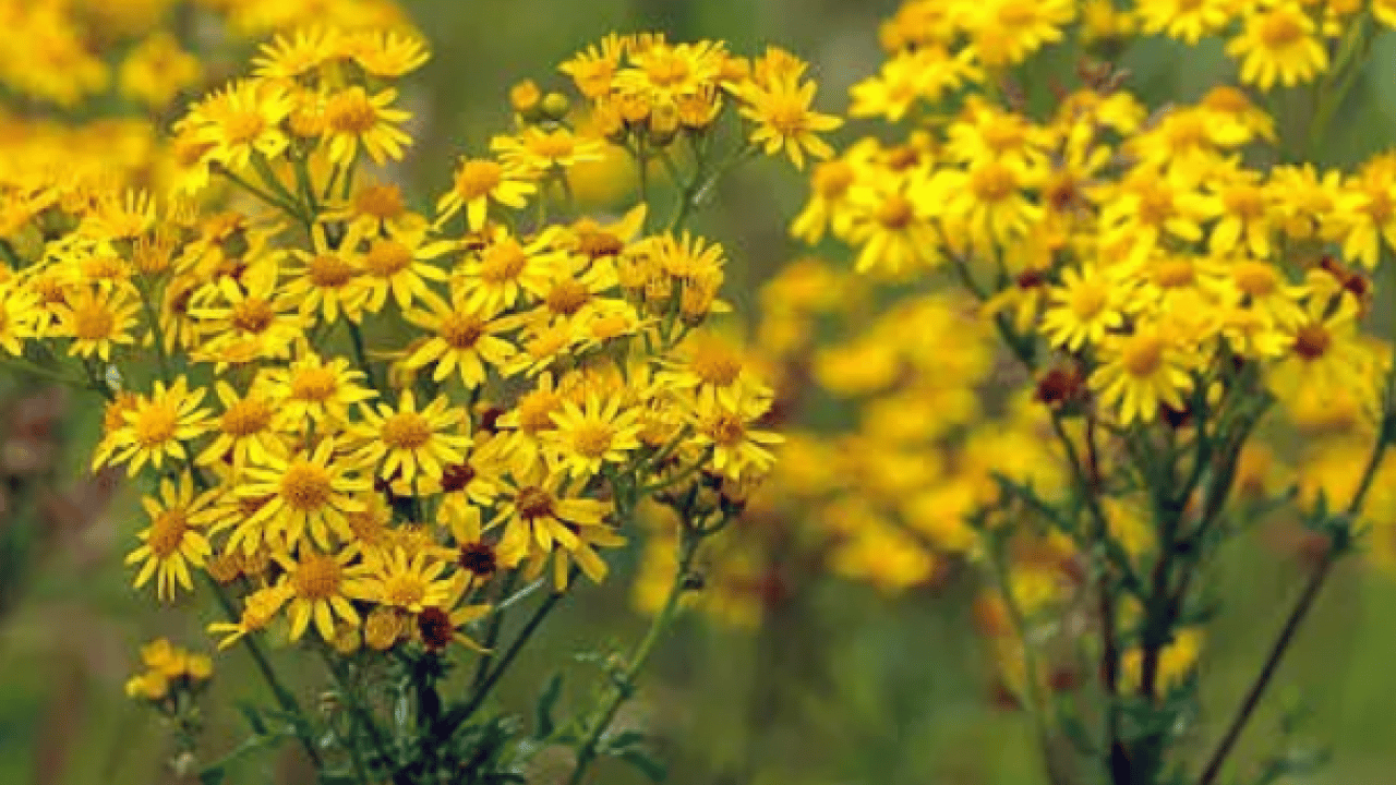 Foto - Her bir tanesi adeta zehir saçıyor! Herkesin favori bitkisi: Bu topraklardan çıkıyor! Uzmandan uyarı 