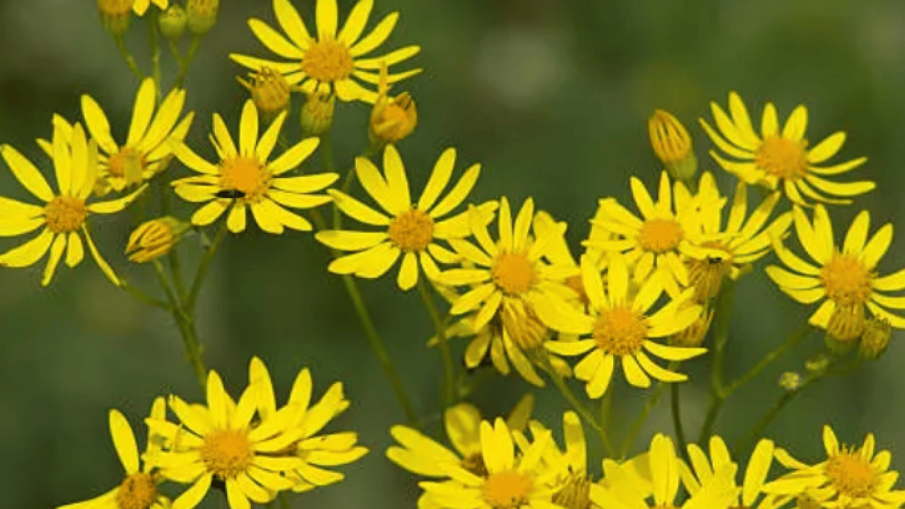 Foto - Her bir tanesi adeta zehir saçıyor! Herkesin favori bitkisi: Bu topraklardan çıkıyor! Uzmandan uyarı 