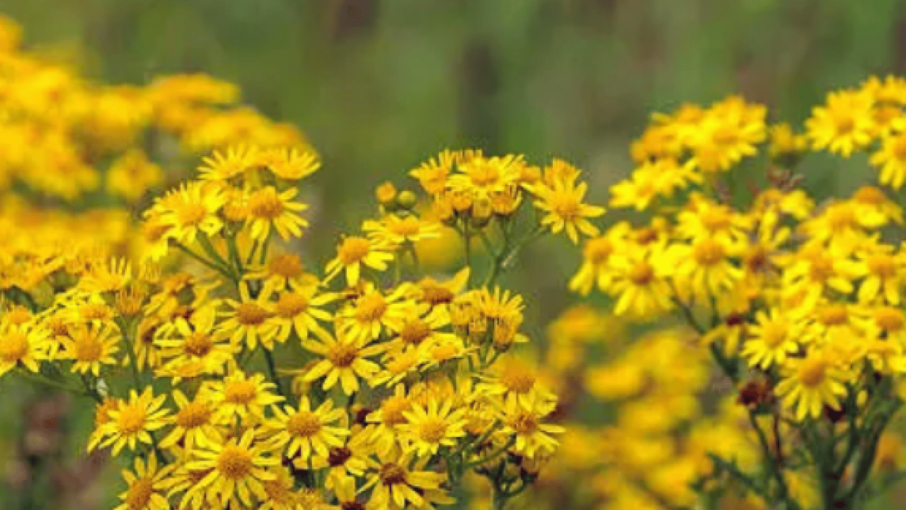 Her bir tanesi adeta zehir saçıyor! Herkesin favori bitkisi: Bu topraklardan çıkıyor! Uzmandan uyarı 