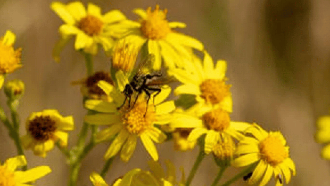 Foto - Her bir tanesi adeta zehir saçıyor! Herkesin favori bitkisi: Bu topraklardan çıkıyor! Uzmandan uyarı 