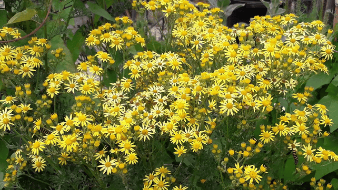 Foto - Her bir tanesi adeta zehir saçıyor! Herkesin favori bitkisi: Bu topraklardan çıkıyor! Uzmandan uyarı 