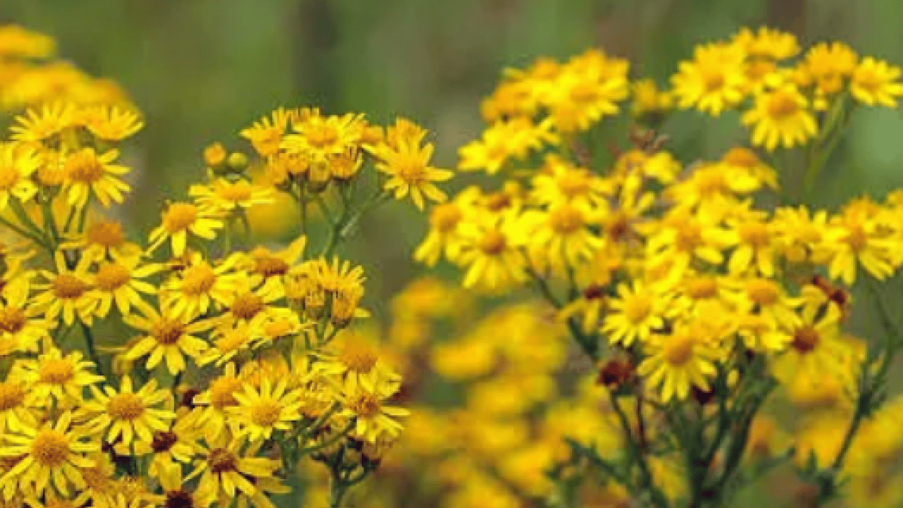 Foto - Her bir tanesi adeta zehir saçıyor! Herkesin favori bitkisi: Bu topraklardan çıkıyor! Uzmandan uyarı 
