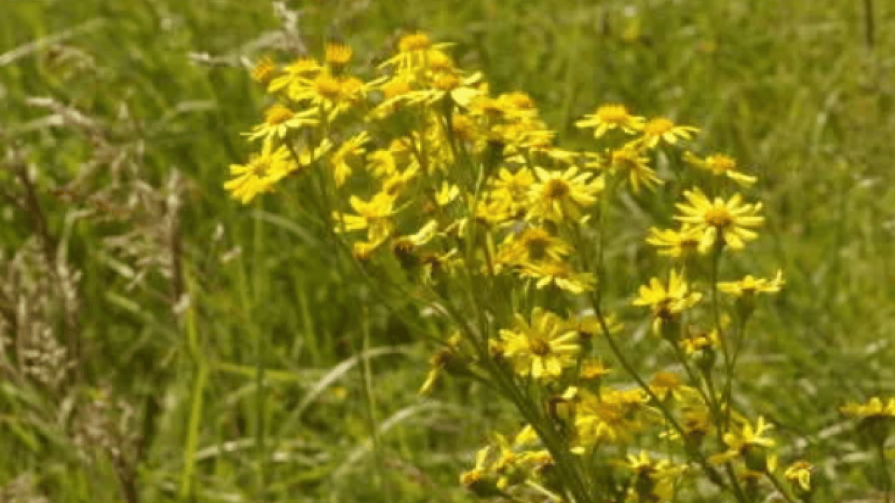 Foto - Her bir tanesi adeta zehir saçıyor! Herkesin favori bitkisi: Bu topraklardan çıkıyor! Uzmandan uyarı 