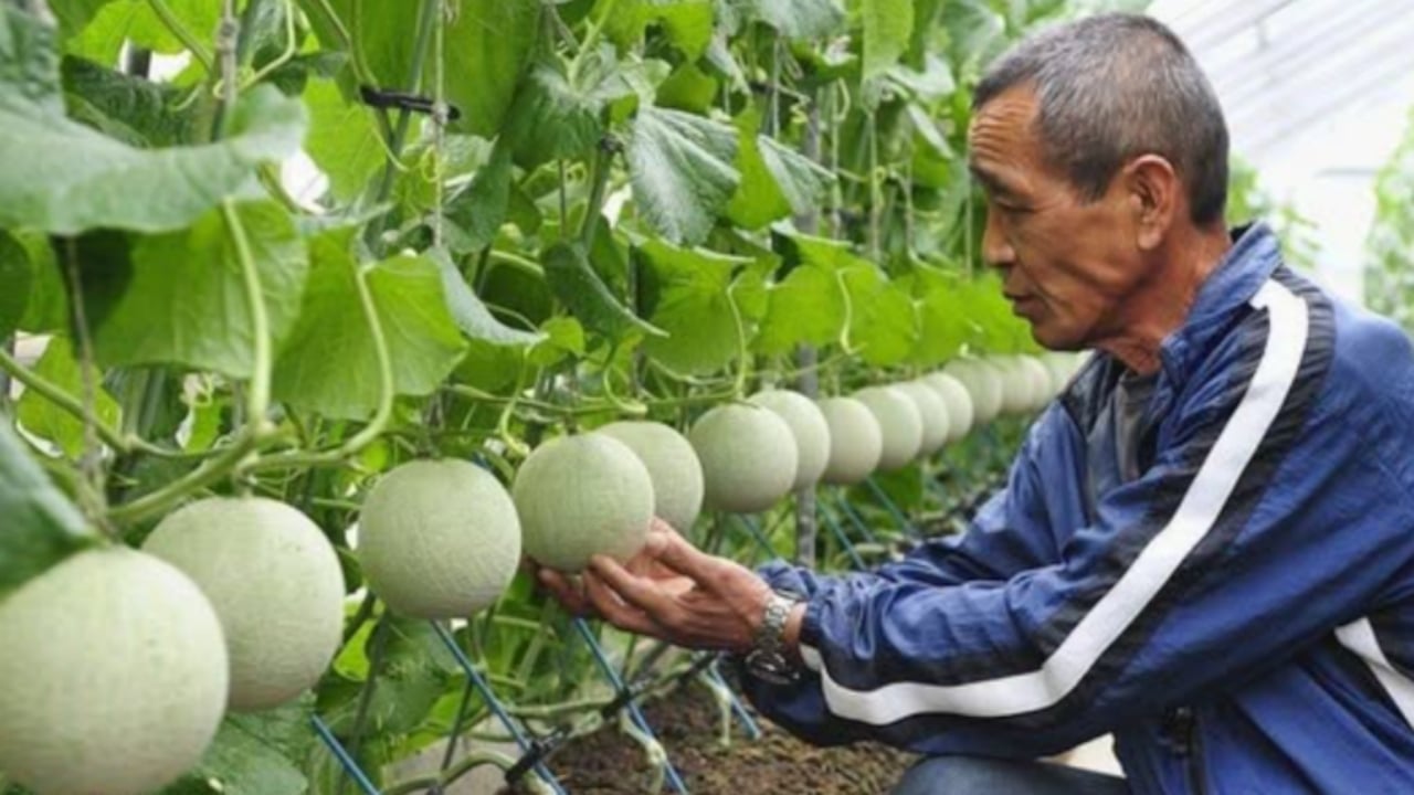 Foto - Her gün elle masaj yaparak yetiştiriyorlar: Tanesi tam 28 bin TL’den satışa çıktı