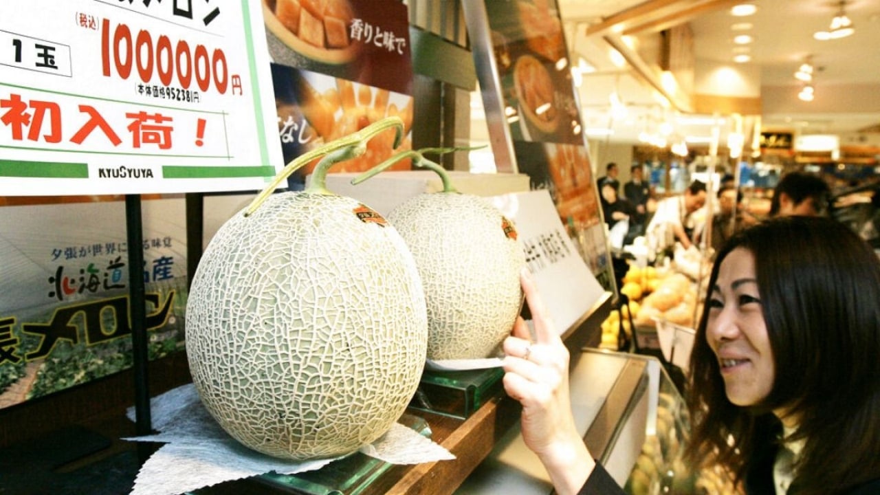 Foto - Her gün elle masaj yaparak yetiştiriyorlar: Tanesi tam 28 bin TL’den satışa çıktı