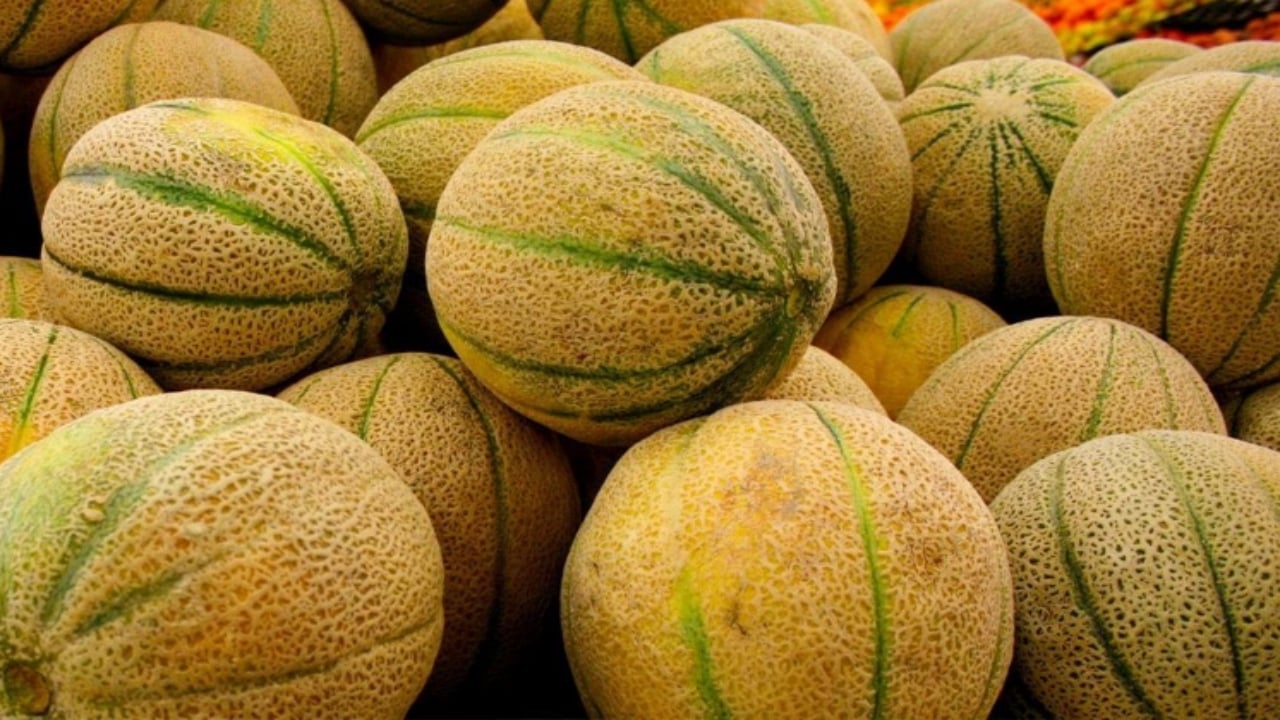 Her gün elle masaj yaparak yetiştiriyorlar: Tanesi tam 28 bin TL’den satışa çıktı