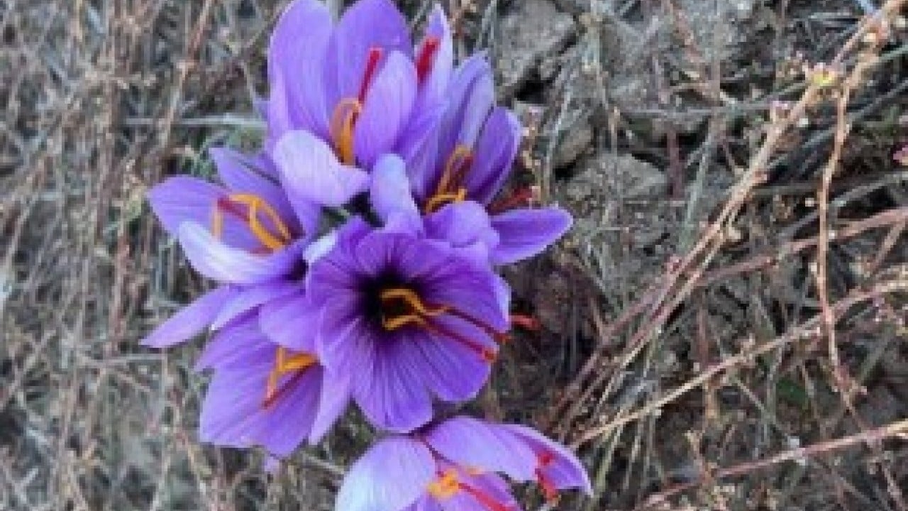 Her gün sabah erkenden toplanıyor! Kilosunun fiyatını duyan şaştı