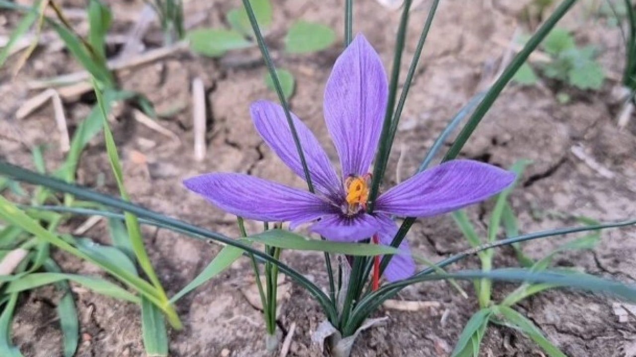 Foto - Her gün sabah erkenden toplanıyor! Kilosunun fiyatını duyan şaştı