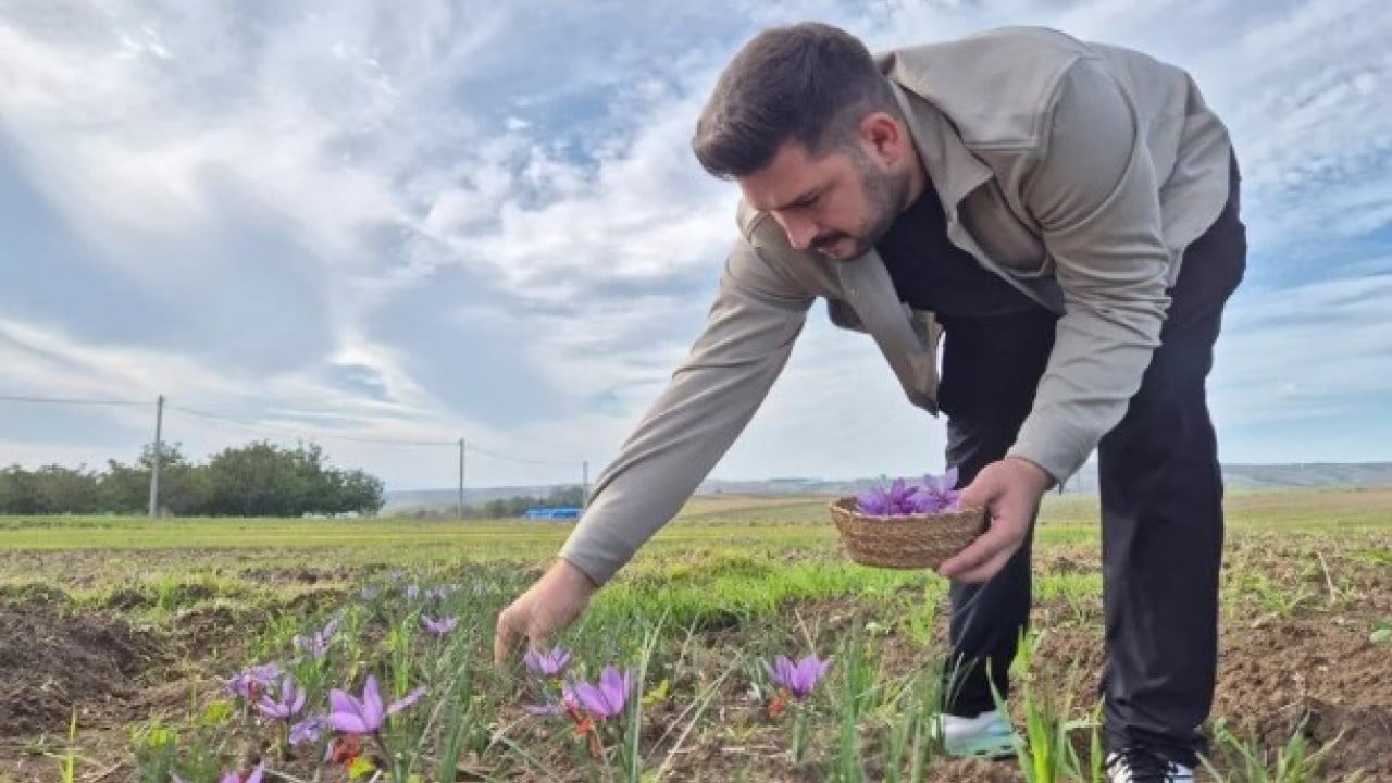 Foto - Her gün sabah erkenden toplanıyor! Kilosunun fiyatını duyan şaştı
