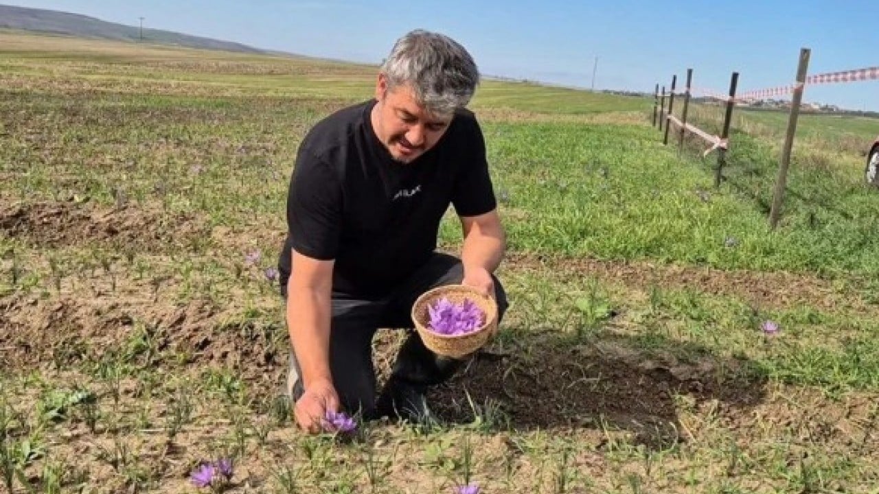 Foto - Her gün sabah erkenden toplanıyor! Kilosunun fiyatını duyan şaştı