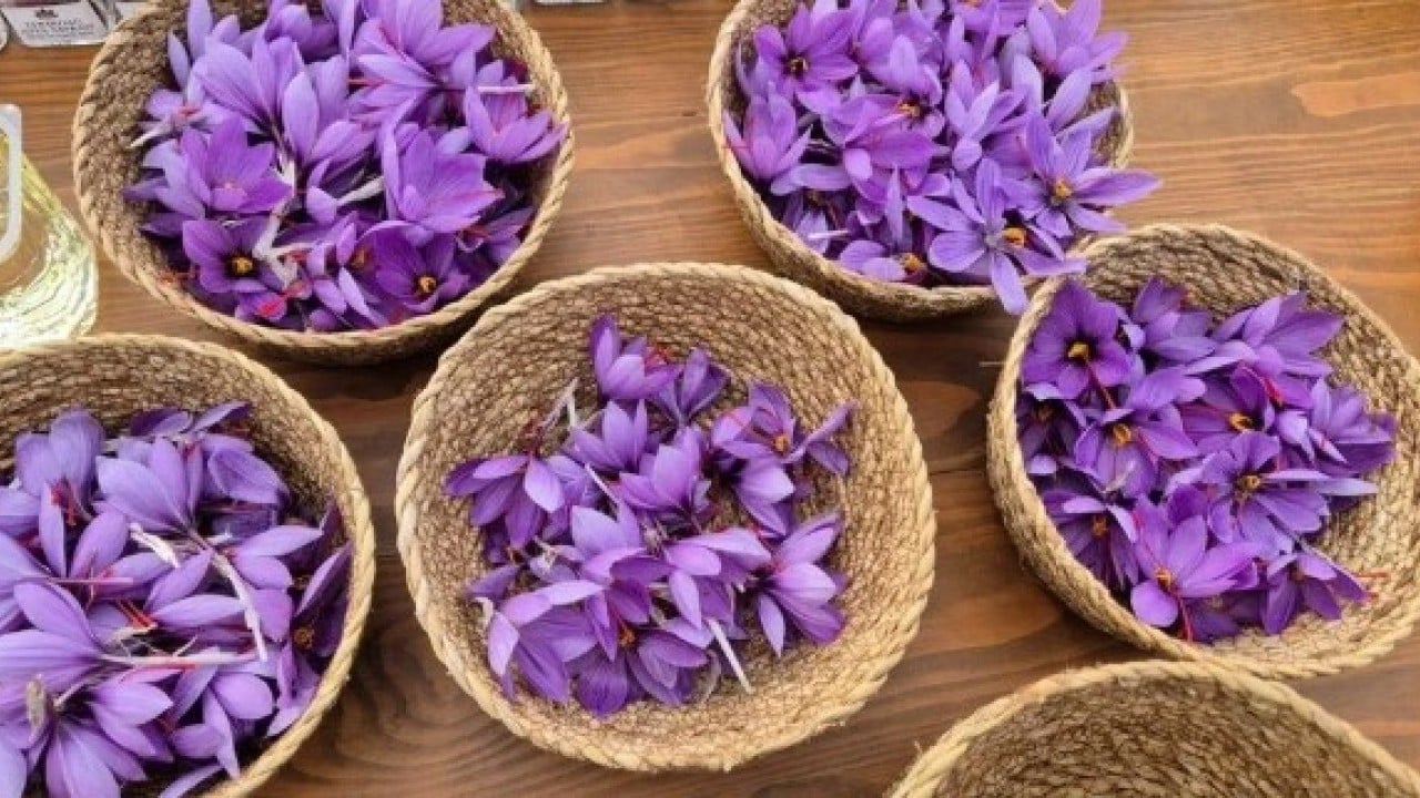 Foto - Her gün sabah erkenden toplanıyor! Kilosunun fiyatını duyan şaştı