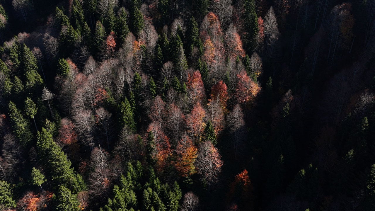 Foto - Her karesi kartpostal gibi! Hamsiköy’de doğa mest ediyor