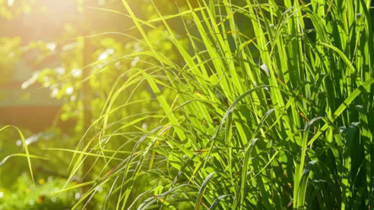 Her sabah içenlerin vücudu bayram ediyor! Limon otu mucizesi: Sağlığa faydaları saymakla bitmiyor