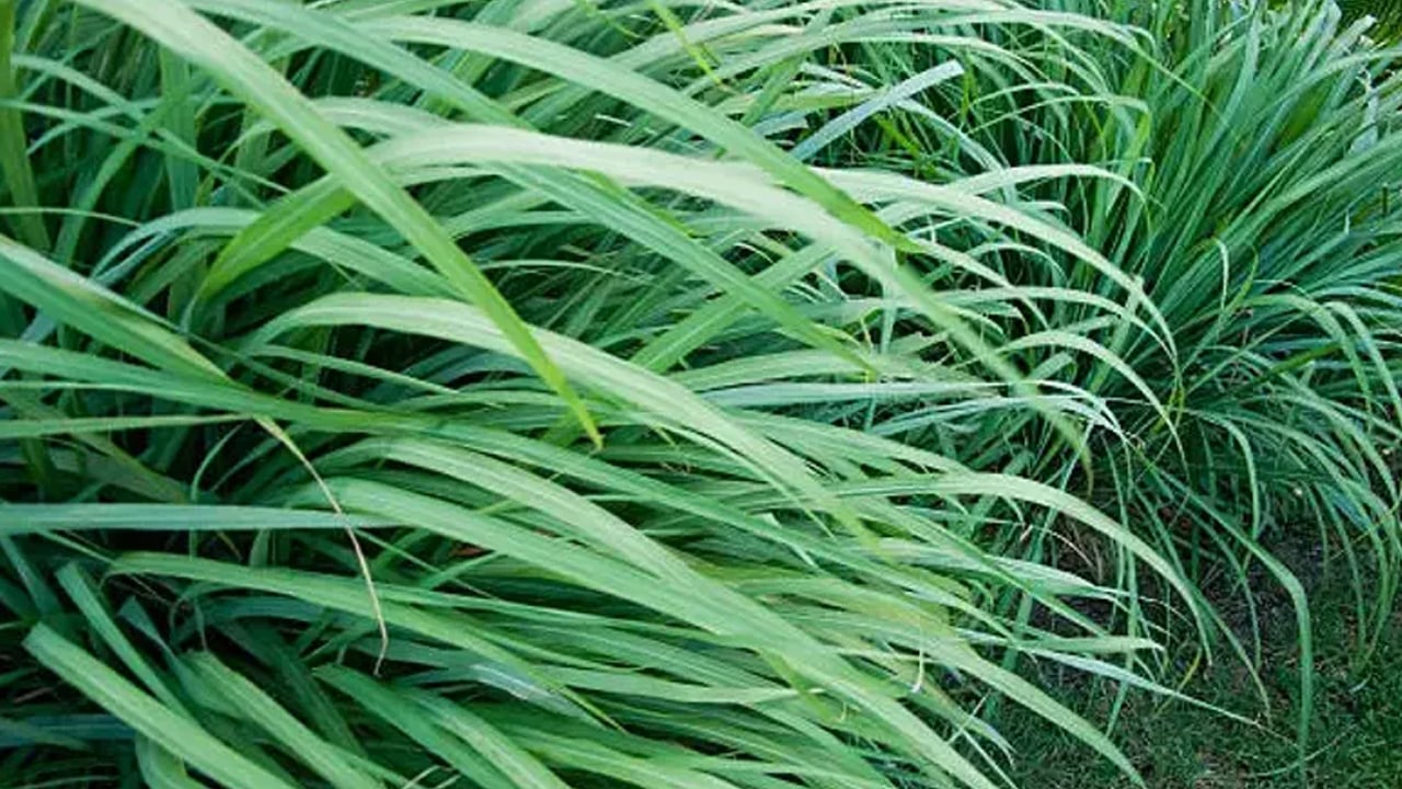 Foto - Her sabah içenlerin vücudu bayram ediyor! Limon otu mucizesi: Sağlığa faydaları saymakla bitmiyor