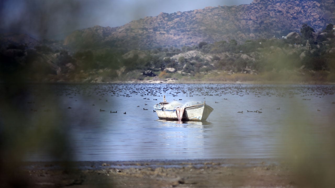 Her şey değişmeye başladı! Bafa Gölü’nde sular yükselince yaşam hareketlendi
