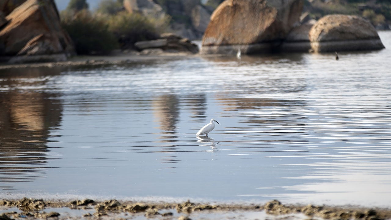 Foto - Her şey değişmeye başladı! Bafa Gölü’nde sular yükselince yaşam hareketlendi