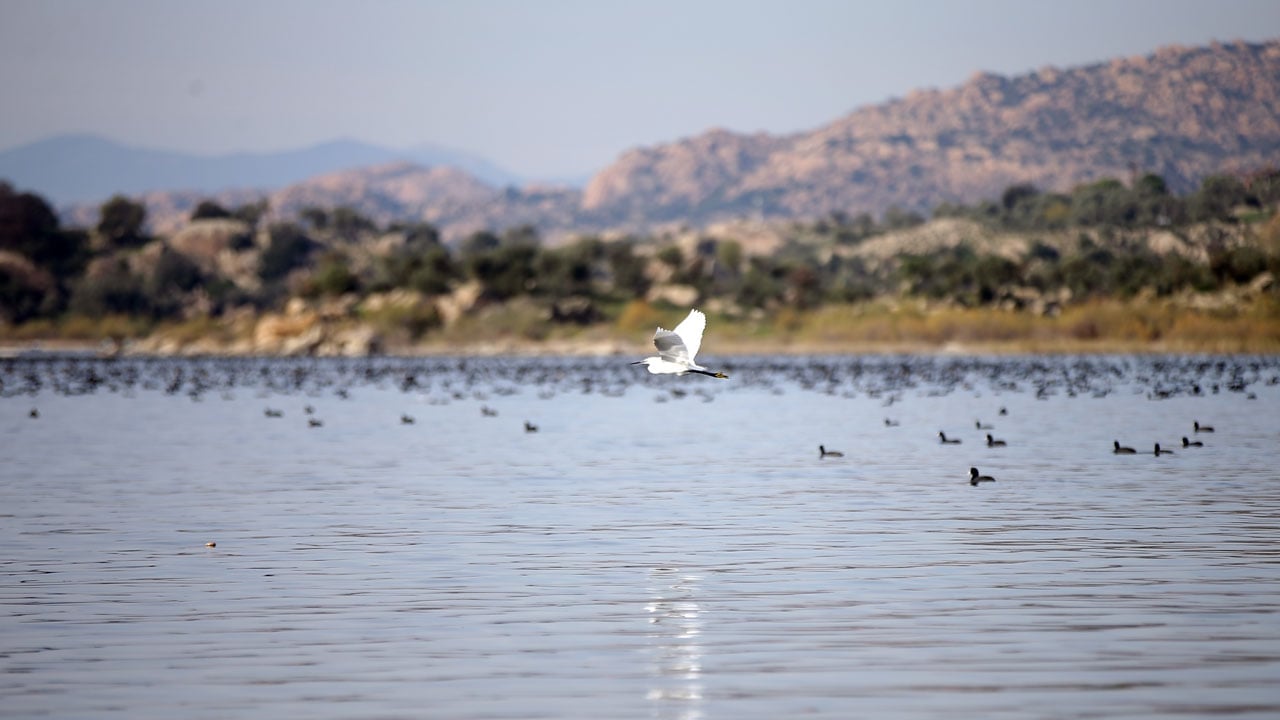 Foto - Her şey değişmeye başladı! Bafa Gölü’nde sular yükselince yaşam hareketlendi