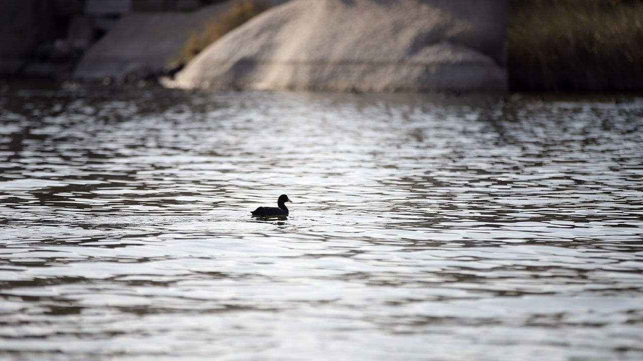Foto - Her şey değişmeye başladı! Bafa Gölü’nde sular yükselince yaşam hareketlendi