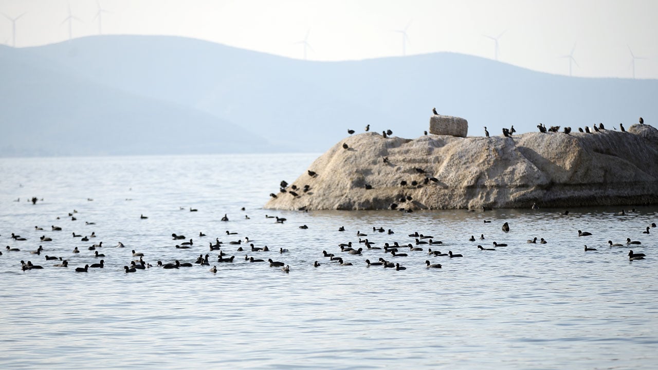 Foto - Her şey değişmeye başladı! Bafa Gölü’nde sular yükselince yaşam hareketlendi