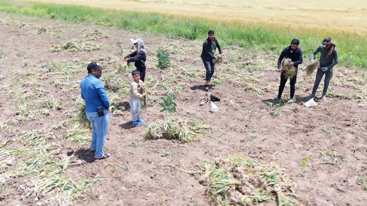 Foto - Her şey sevdiğine kavuşmak için… Tarlada başlık parasına sarımsak topluyor