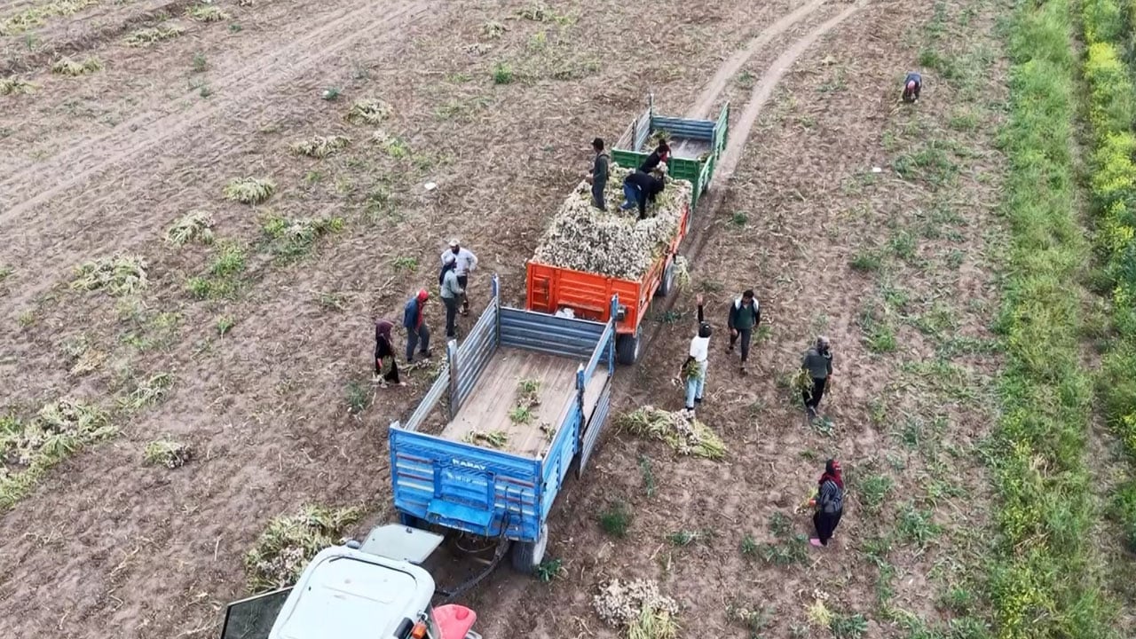Foto - Her şey sevdiğine kavuşmak için… Tarlada başlık parasına sarımsak topluyor