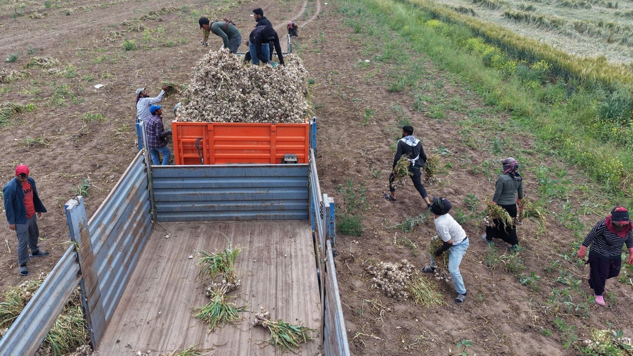 Foto - Her şey sevdiğine kavuşmak için… Tarlada başlık parasına sarımsak topluyor