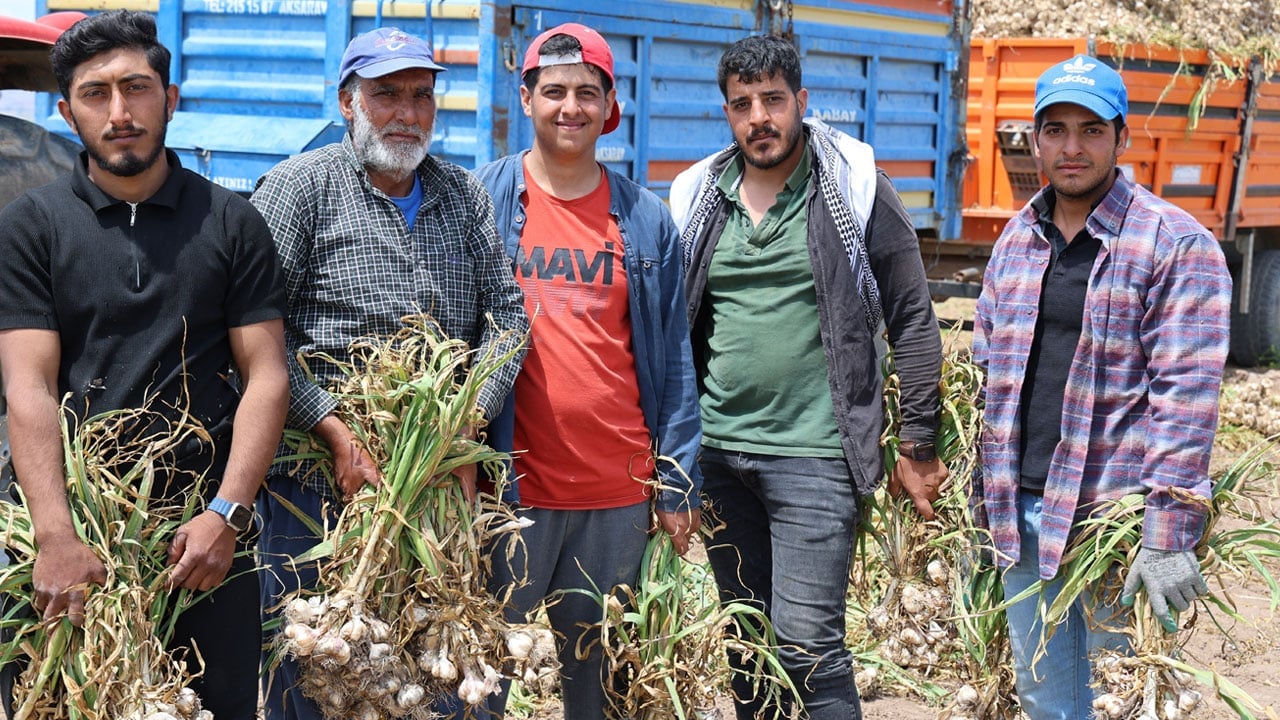 Her şey sevdiğine kavuşmak için… Tarlada başlık parasına sarımsak topluyor