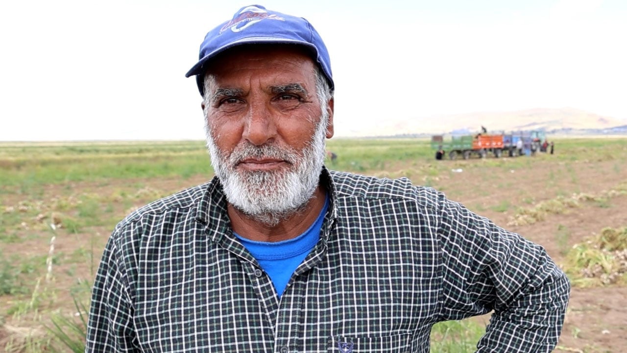 Foto - Her şey sevdiğine kavuşmak için… Tarlada başlık parasına sarımsak topluyor