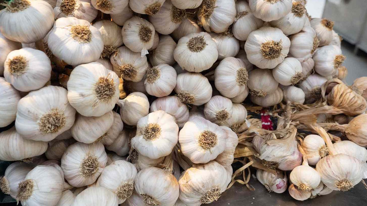 Foto - Her yemekte kullanılıyor! Sarımsak yedikten sonra vücutta neler oluyor?
