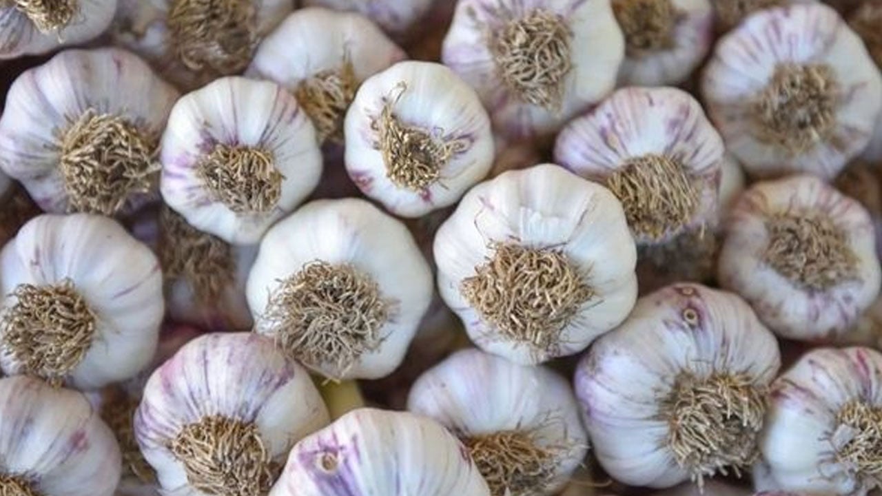 Foto - Her yemekte kullanılıyor! Sarımsak yedikten sonra vücutta neler oluyor?