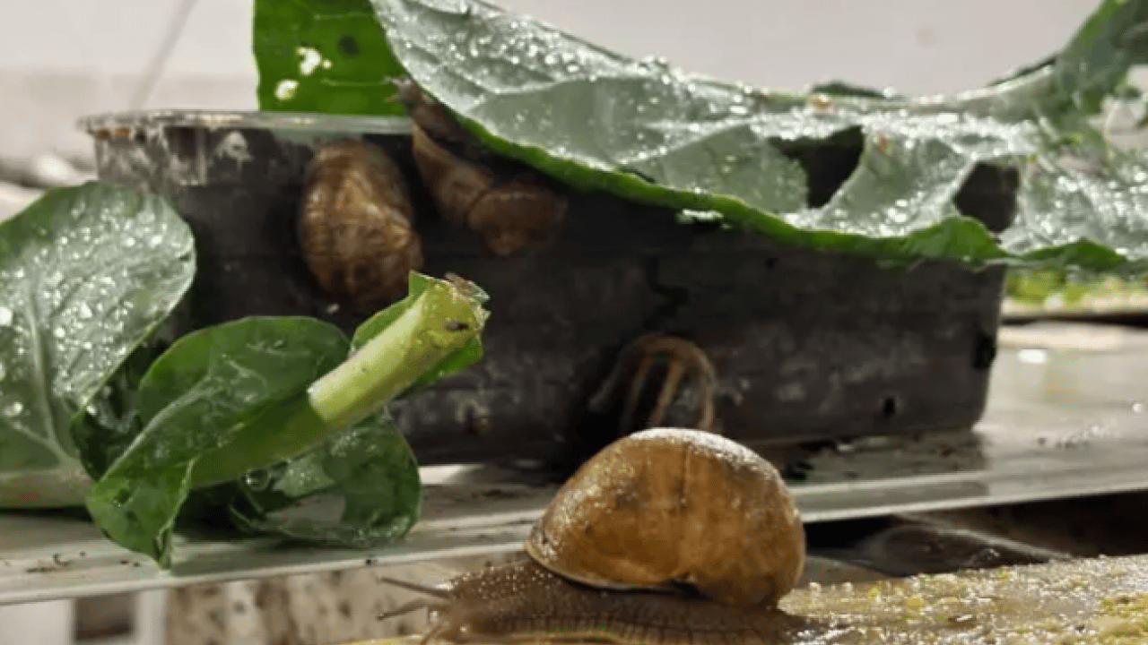 Foto - Her yerde onlardan var: Kilosunu 150 bin liradan satıyor!