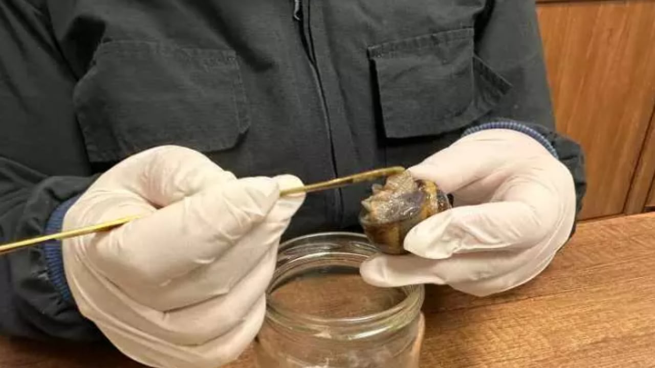 Foto - Her yerde onlardan var: Kilosunu 150 bin liradan satıyor!