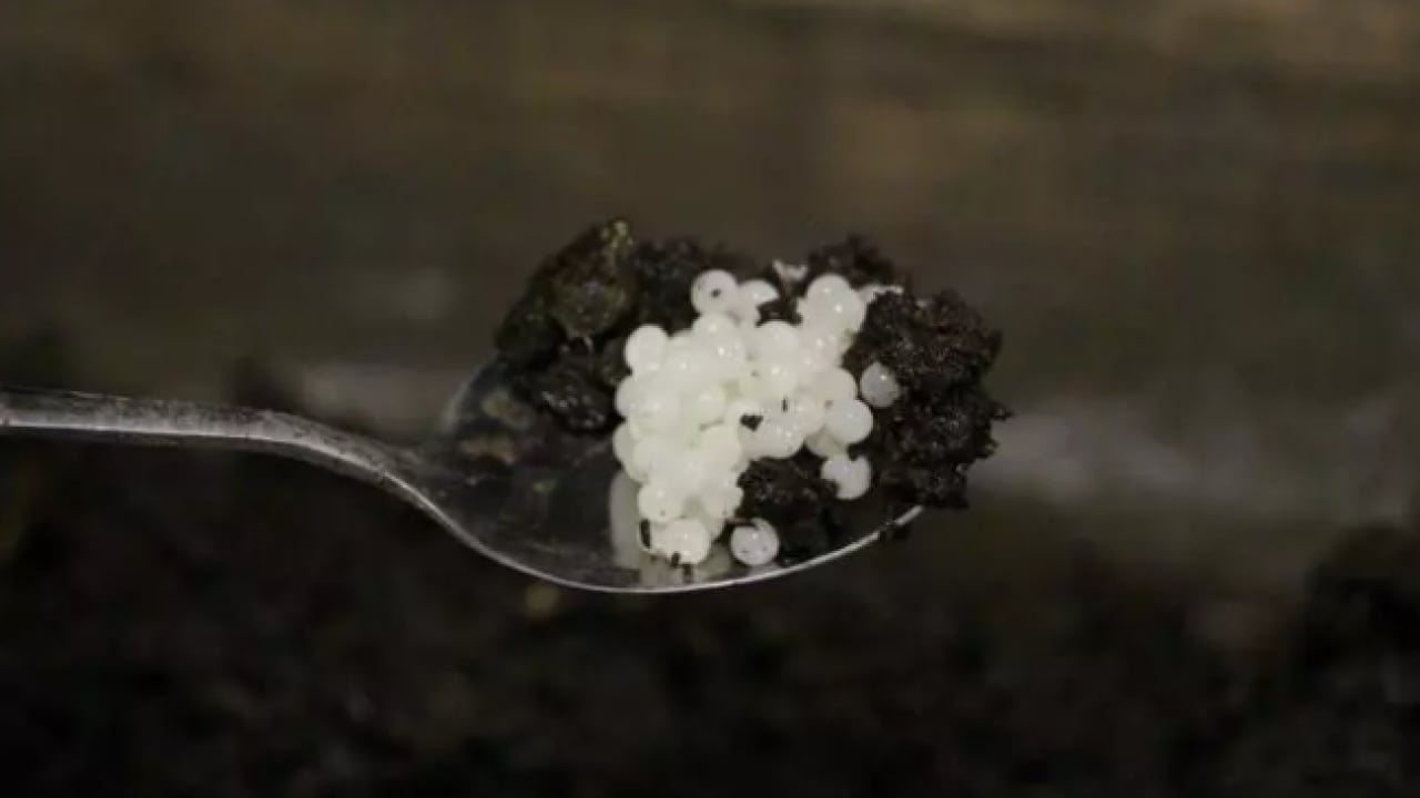 Foto - Her yerde onlardan var: Kilosunu 150 bin liradan satıyor!